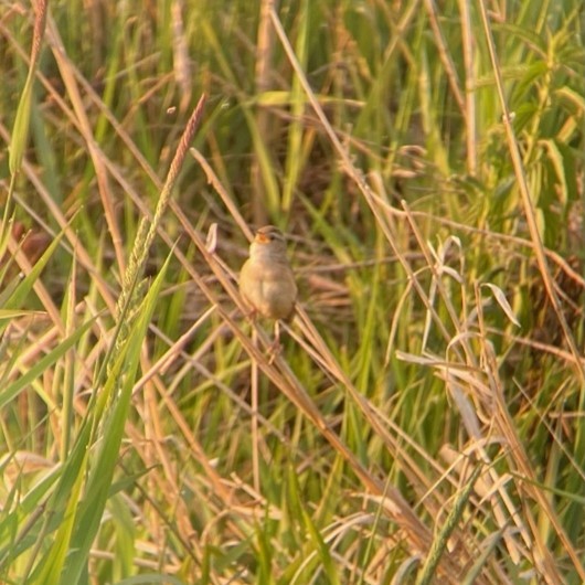 CMERC Sedge Wren (2).jpg